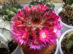 Mammillaria spinosissima