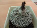 Astrophytum supercabuto