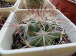 Coryphantha ramillosa