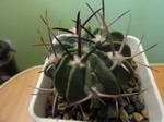 Echinofossulocactus  coptonogonus