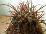 Ferocactus fordii