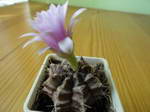 gymnocalycium michanovichii