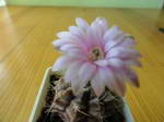 gymnocalycium michanovichii