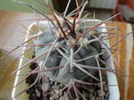 Gymnocalycium castellanosii v. bozsingianum VS19