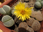 lithops