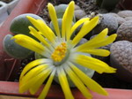 lithops