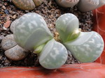 lithops