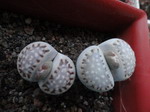 lithops