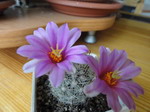 Mammillaria bulya