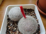 Mammillaria lenta