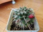 Mammillaria saxicola