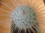 Mammillaria geminispina