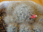 Mammillaria glassii