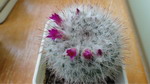 Mammillaria haselthonii