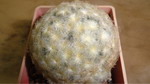 Mammillaria plumosa