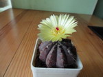 Notocactus ottonis