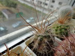 Parodia dextrohamata