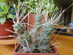 Tephrocactus papyracantus