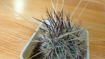 Thelocactus lausseri