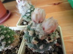 Turbinicarpus lophophoroides