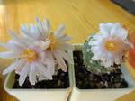 Turbinicarpus lophophoroides