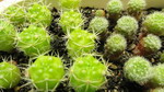 Weingartia lanata, rebutia narvaecensis