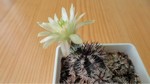 Echinocereus viridiflorus v. davisii