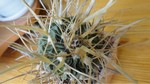 Echinofossulocactus phyllacantus