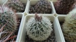 Gymnocactus knuthianus