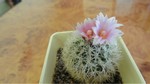 Gymnocactus knutianus