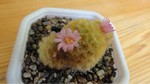 Mammillaria carmenae 