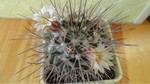 Mammillaria obscura v. tortulispina 