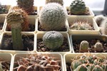 Gymnocalycium baldianum