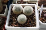 Gymnocalycium Choco