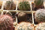 Gymnocalycium mihanovichii