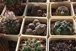 Gymnocalycium sp. anisitsii aff