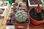 Mammillaria duwei