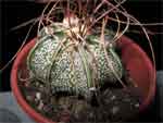 Astrophytum capricorne var. minor