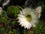 echinopsis eyresi