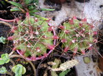 Hamatocactus hamatacanthus