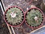 Obregonia denegrii