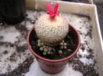 Epithelantha micromeres v. densispina