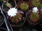 Gymnocalycium Damsii v. Torulosum