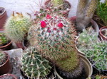 Mammillaria rhodantha