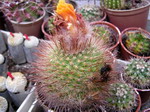 Parodia mutabilis