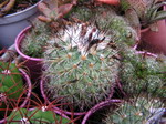 Gymnocactus viereckii