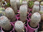 Mammillaria microhelia v. microheliopsis