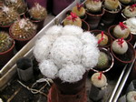 Mammillaria plumosa