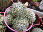 Mammillaria tezontle