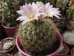 Gymnocactus knuthianus